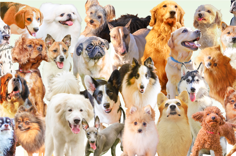 名犬牧場のワンちゃん紹介画像