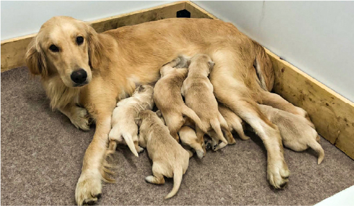 子犬の子育てルーム画像