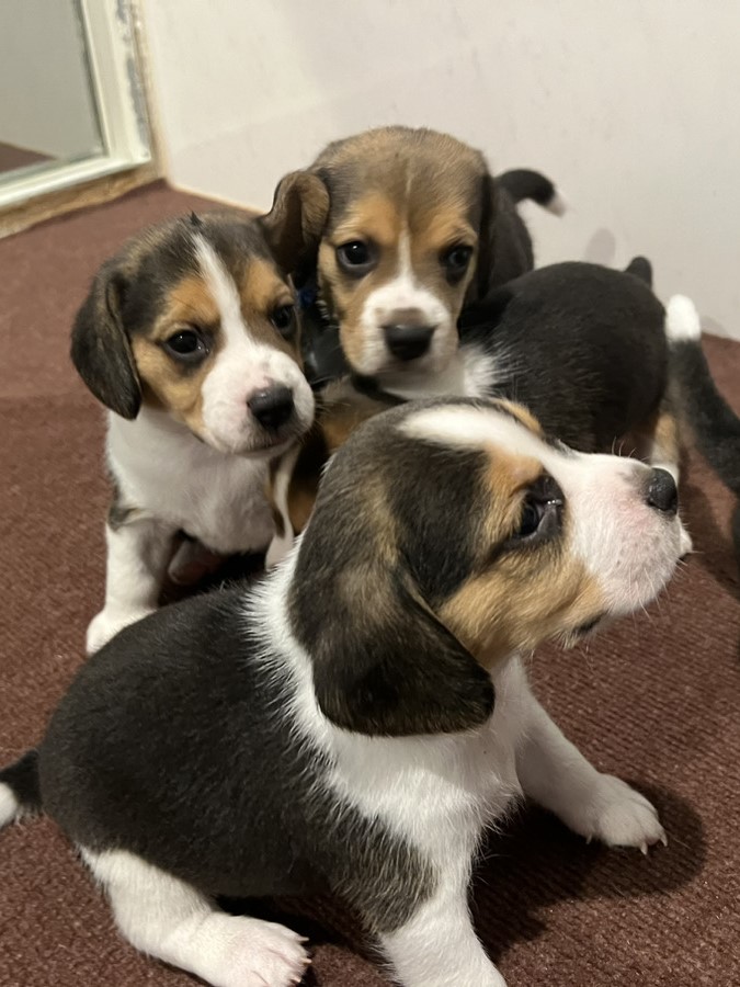 かしわの子育てルーム通信❤③