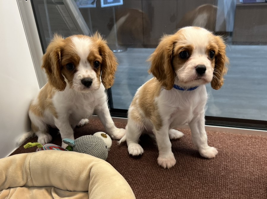 えびすの子育てルーム通信❤⑥