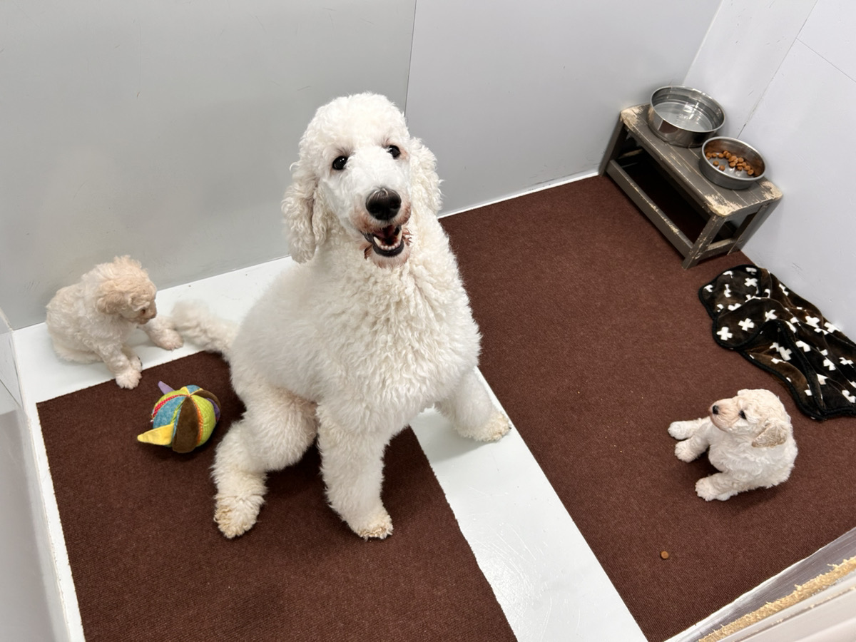 バニラの子育てルーム通信❤③